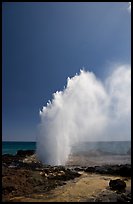 Stream of water shooting up from blowhole. Kauai island, Hawaii, USA (color)