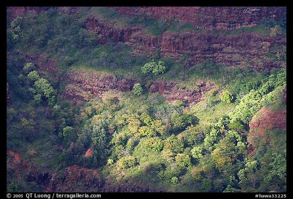 Treees, Waimea Canyon, afternoon. Kauai island, Hawaii, USA (color)