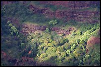 Treees, Waimea Canyon, afternoon. Kauai island, Hawaii, USA ( color)