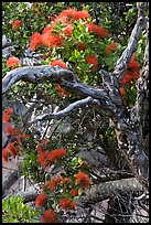 Ohia Tree with gnarled branches and red Lihua flowers, Waimea Canyon. Kauai island, Hawaii, USA