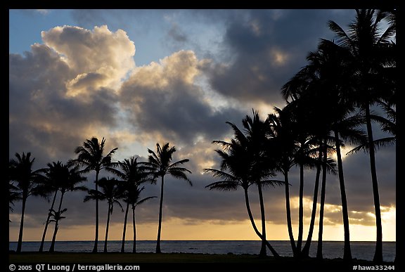 Palm trees and clouds, Kapaa, sunrise. Kauai island, Hawaii, USA (color)