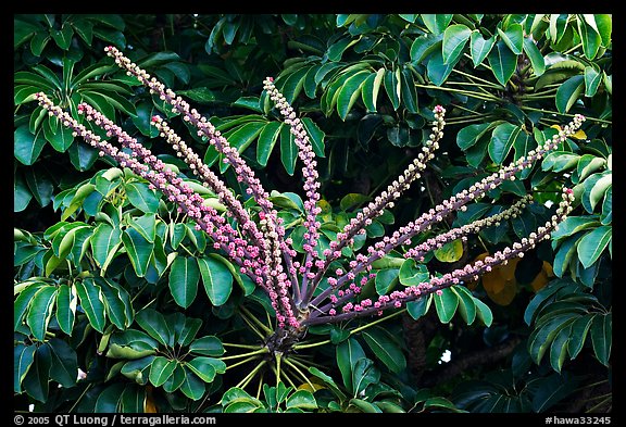 Tropical bloom on a tree. Kauai island, Hawaii, USA (color)