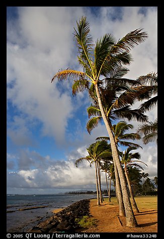 Palm trees and ocean, Kapaa, early morning. Kauai island, Hawaii, USA (color)