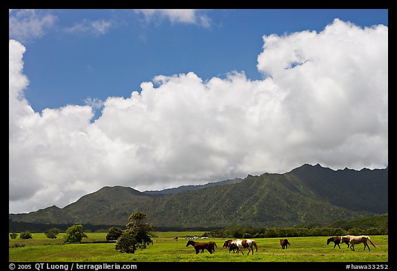 Horses in pasture near Anahola. Kauai island, Hawaii, USA (color)
