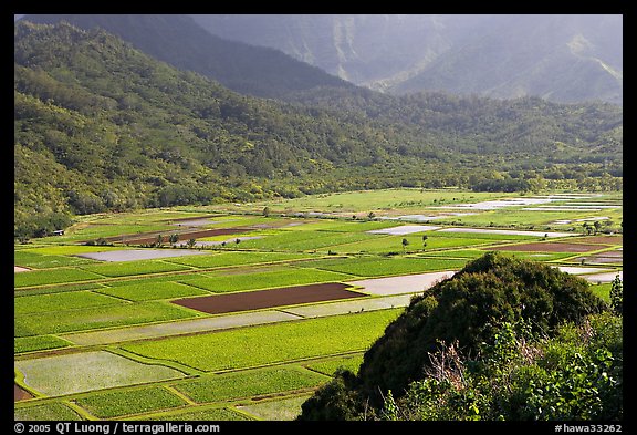 Patchwork taro fields in Hanalei Valley, mid-day. Kauai island, Hawaii, USA (color)