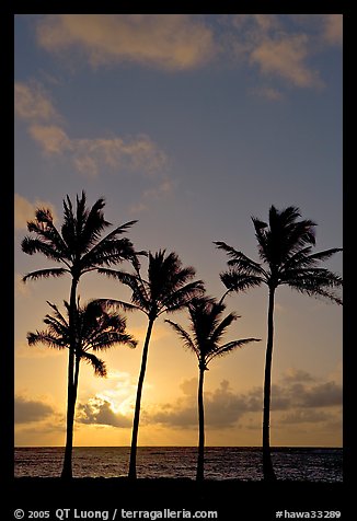 Cocunut trees, sunrise, Kapaa. Kauai island, Hawaii, USA (color)