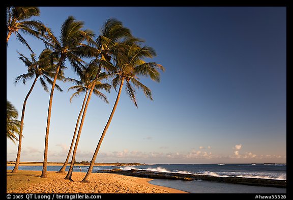 Palm trees and beach, Salt Pond Beach, late afternoon. Kauai island, Hawaii, USA (color)