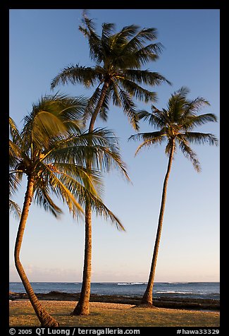 Palm trees, Salt Pond Beach, late afternoon. Kauai island, Hawaii, USA (color)