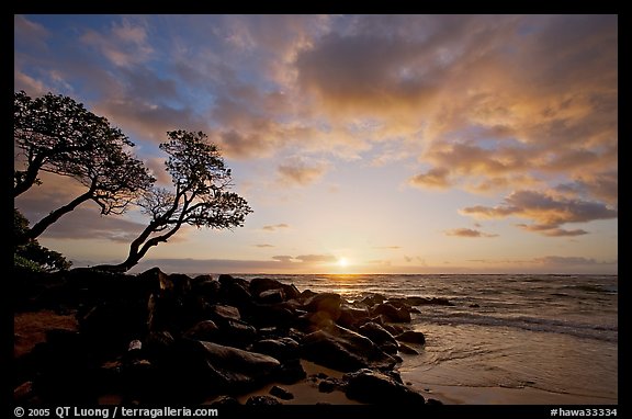 Wind twisted trees and sunrise, Lydgate Park. Kauai island, Hawaii, USA