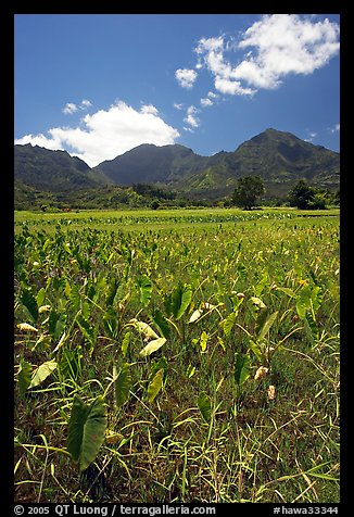 Taro plantation in  Hanalei, morning. Kauai island, Hawaii, USA (color)