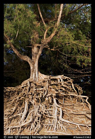 Tree with exposed roots, Kee Beach, late afternoon. North shore, Kauai island, Hawaii, USA (color)