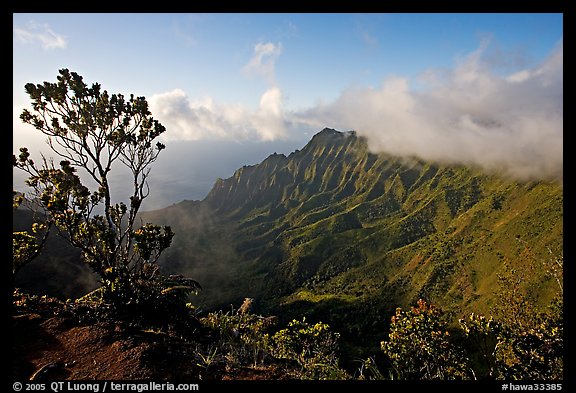 Kalalau Valley and tree, from the Pihea Trail, late afternoon. Kauai island, Hawaii, USA