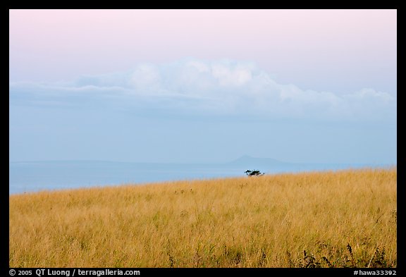Grasses, ocean, and cloud, dawn. Kauai island, Hawaii, USA