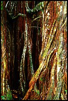 Banyan tree trunk close-up. Akaka Falls State Park, Big Island, Hawaii, USA (color)