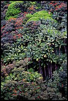 King palm trees and tropical flowers on hillside. Big Island, Hawaii, USA (color)