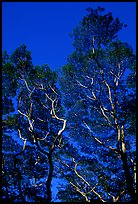 Koa trees. Big Island, Hawaii, USA