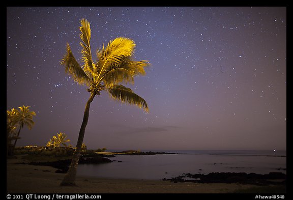Palm tree ocean under sky with stars, Kaloko-Honokohau National Historical Park. Big Island, Hawaii, USA (color)