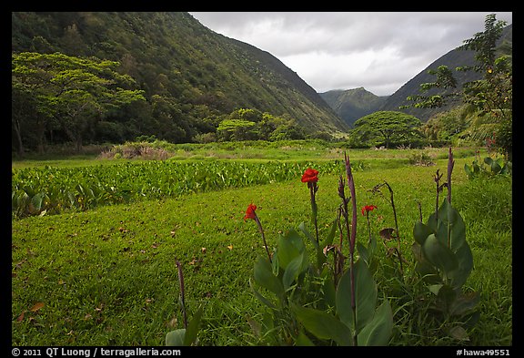 Tropical flowers and taro cultivation, Waipio Valley. Big Island, Hawaii, USA