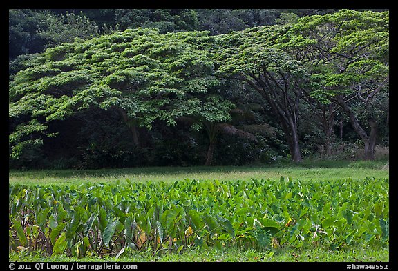 Taro field and forest, Waipio Valley. Big Island, Hawaii, USA (color)