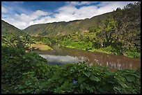 River, Waipio Valley. Big Island, Hawaii, USA