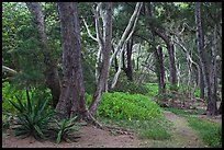Coastal forest,  Waipio Valley. Big Island, Hawaii, USA