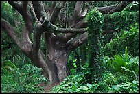 Trees in rainforest. Maui, Hawaii, USA