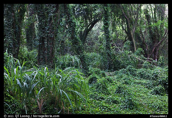 Jungle forest. Maui, Hawaii, USA (color)