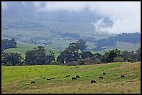 High country pastures with cows. Maui, Hawaii, USA (color)
