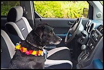 Dog with lei sitting in car. Maui, Hawaii, USA