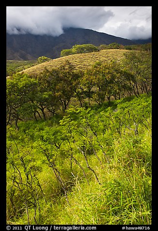 Shrubs and trees on hillside near Kaupo. Maui, Hawaii, USA