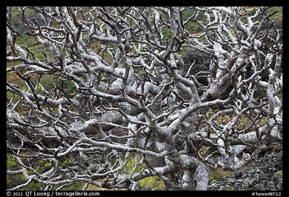 Bare twisted and ramified tree branches. Maui, Hawaii, USA