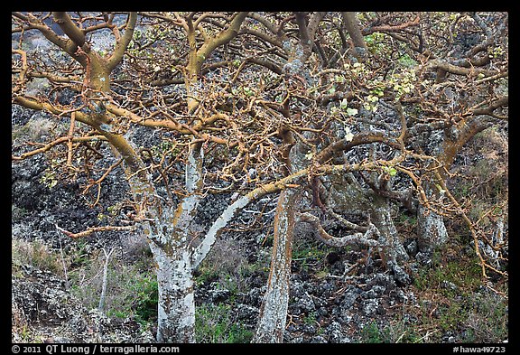 Native trees. Maui, Hawaii, USA (color)