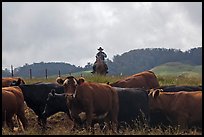 Paniolo cowboy overlooking cattle. Maui, Hawaii, USA