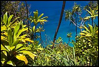 Tropical foliage and blue waters, Na Pali coast. Kauai island, Hawaii, USA