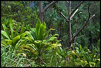 Tropical vegetation along Kalalau trail. Kauai island, Hawaii, USA