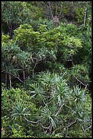 Pandanus trees on slope. Kauai island, Hawaii, USA