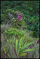 Orchid, Kalalau trail. Kauai island, Hawaii, USA