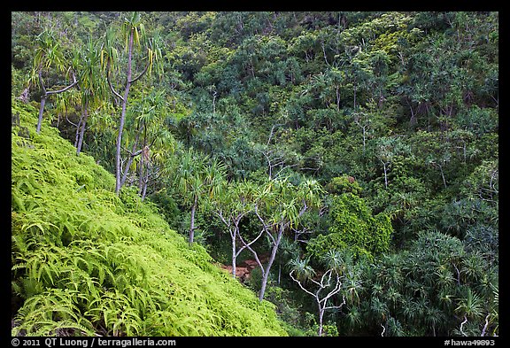 Lush tropical vegetation on Pali, Na Pali coast. Kauai island, Hawaii, USA