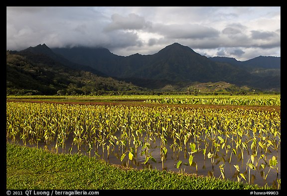 Taro cultivation, Hanalei Valley. Kauai island, Hawaii, USA (color)