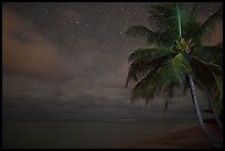 Palm tree, stars and ocean. Kauai island, Hawaii, USA