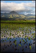 Mountains reflected in paddy fields with taro, Hanalei Valley. Kauai island, Hawaii, USA