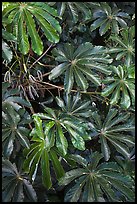 Trumpet tree (Cecropia obtusifolia) leaves. North shore, Kauai island, Hawaii, USA ( color)