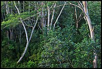 Albizia falcataria tree. Kauai island, Hawaii, USA