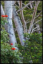 African tulip tree (pathodea campanulata). Kauai island, Hawaii, USA