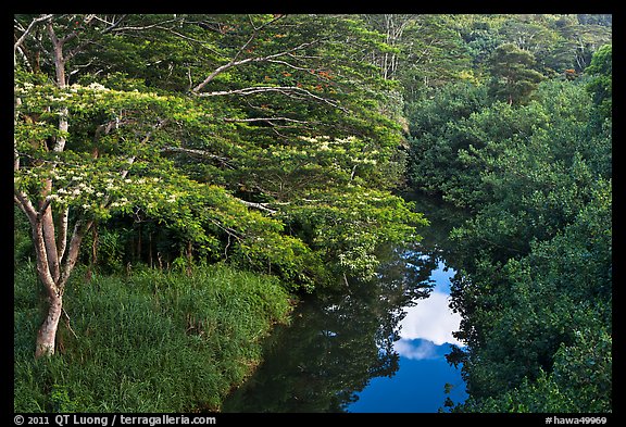 Stream and lush forest from above. Kauai island, Hawaii, USA