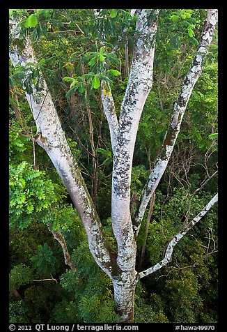 White Siris tree (Albizia falcataria). Kauai island, Hawaii, USA