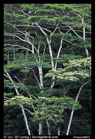 White Siris trees growing on hill. Kauai island, Hawaii, USA