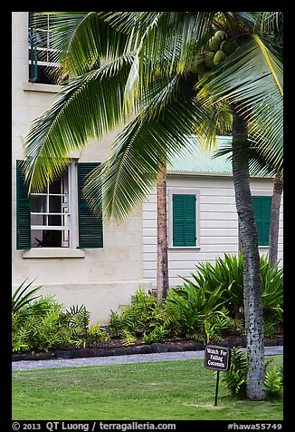 Hulihee Palace detail with coconut tree, Kailua-Kona. Hawaii, USA