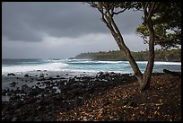 Coastline with rocks, Koa tree, and surf, Pohoiki. Big Island, Hawaii, USA ( color)