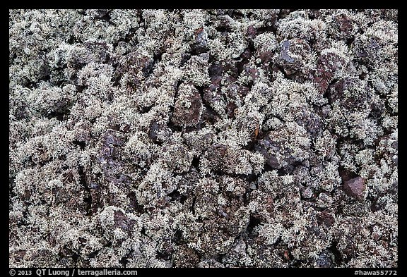 Moss-covered lava rocks. Big Island, Hawaii, USA